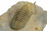 Morocconites Trilobite Fossil - Multi-Toned Shell Coloration #348375-4